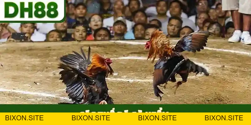 PP Gaming - Khám Phá Sảnh Casino Đẳng Cấp Tại DH88 - bixon
