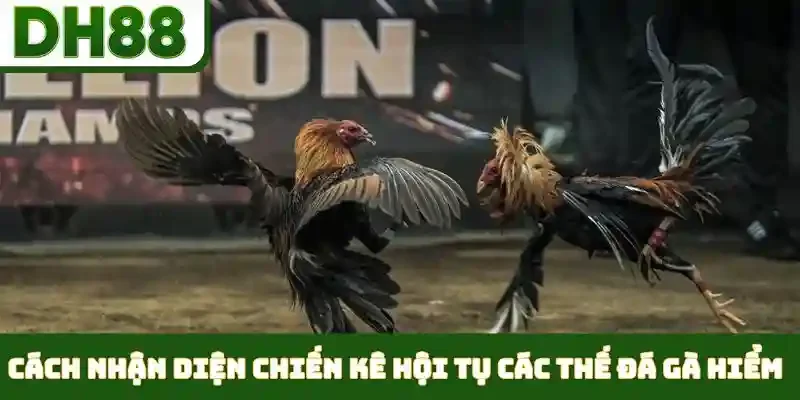 Các Thế Đá Gà Hiểm - Nghệ Thuật Ra Đòn Cáo Đỉnh Cao - bixon