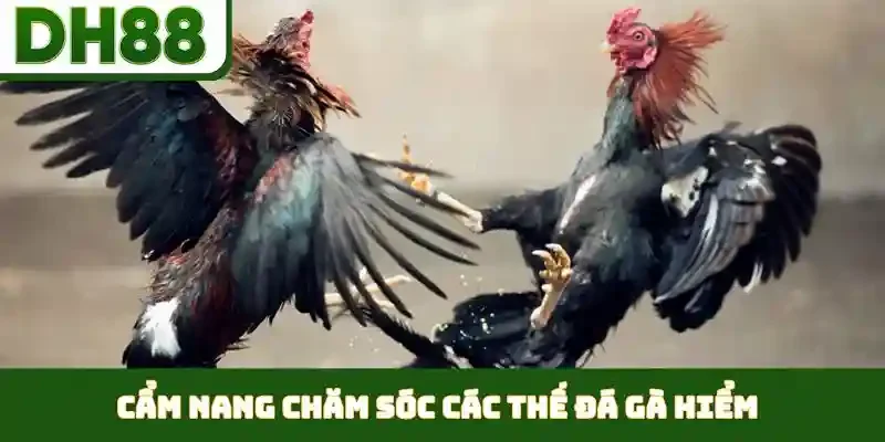 Các Thế Đá Gà Hiểm - Nghệ Thuật Ra Đòn Cáo Đỉnh Cao - bixon