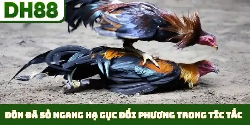 Các Thế Đá Gà Hiểm - Nghệ Thuật Ra Đòn Cáo Đỉnh Cao - bixon