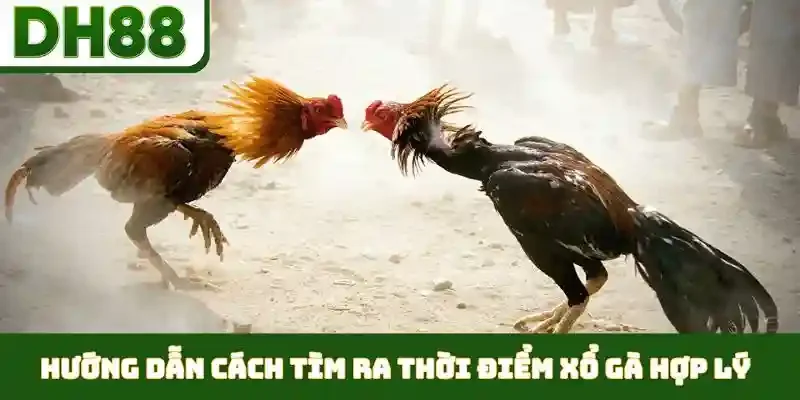 Thời Điểm Xổ Gà Hợp Lý - Duy Trì Phong Độ Đỉnh Cao - bixon