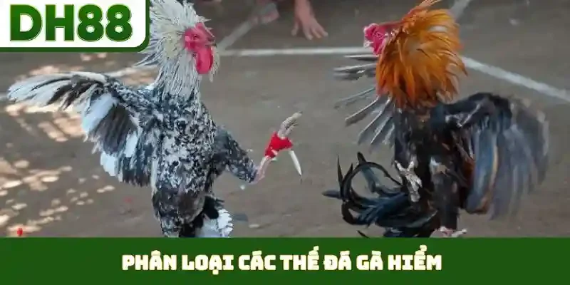 Các Thế Đá Gà Hiểm - Nghệ Thuật Ra Đòn Cáo Đỉnh Cao - bixon