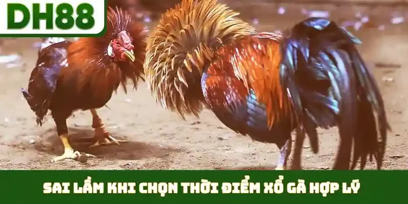 Thời Điểm Xổ Gà Hợp Lý - Duy Trì Phong Độ Đỉnh Cao - bixon