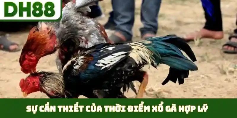 Thời Điểm Xổ Gà Hợp Lý - Duy Trì Phong Độ Đỉnh Cao - bixon