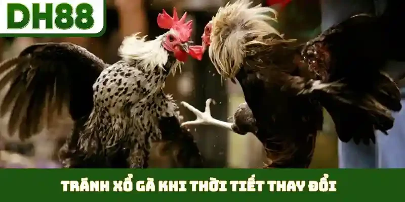 Thời Điểm Xổ Gà Hợp Lý - Duy Trì Phong Độ Đỉnh Cao - bixon